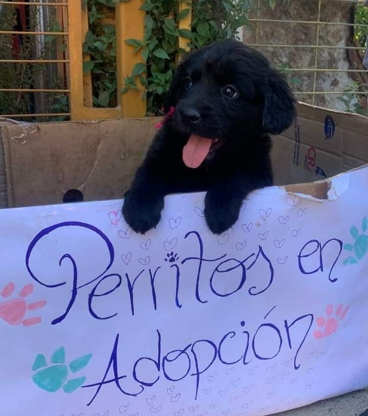 “Ayudando peluditos” retoma actividades con jornada de adopción de cachorros