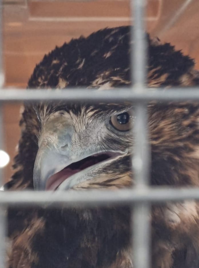 Curacaví: Águila herida y envenenada sobrevive gracias a transfusión sanguínea y es reinsertada a su ambiente natural