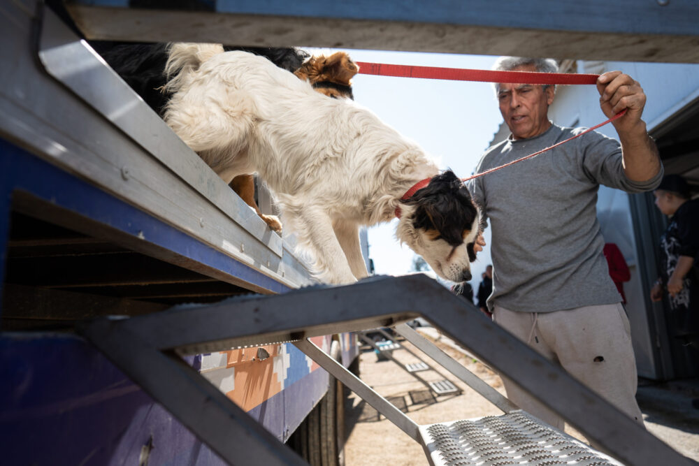 Concejo Municipal de Melipilla aprueba casi $60 millones para organizaciones de protección animal